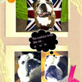 My British Bulldog 