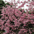20120304內灣老街盛開的櫻花