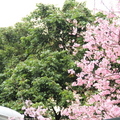 20120304內灣老街盛開的櫻花