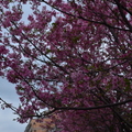 櫻花季