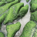 老梅藻礁2