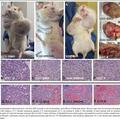 老鼠腫瘤 1