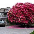 Rhododendron 1