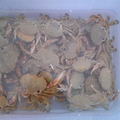 螃蟹 1