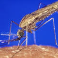瘧疾按蚊2