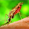 瘧疾按蚊3