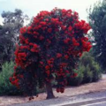 red flowering gum  1