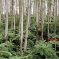 Mountain Ash Forest 山灰樹5