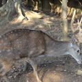 新竹市立動物園