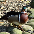 新竹市立動物園