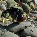 新竹市立動物園