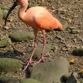 新竹市立動物園