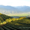 ↓「黃花亭」另一面的景色是茶園風光，可以看到左邊山頭有一座山嵐亭