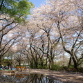 公園的西端是井の頭自然文化園，這一帶的樹林以前是皇室的御用林，後來下賜給東京市，也就成為現在的井の頭恩賜公園