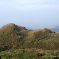 ↓主峰附近可見箭竹林景觀，遠看像是綠色毛毯般，步道穿梭其間就顯得格外分明