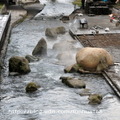 
↓河邊則打造成親水公園