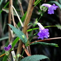 ↓「台灣馬藍」 ：爵床科馬藍屬的多年生草本或半灌木，台灣特有種植物，分布北部低海拔山區潮濕森林中。亦能製作藍色染料