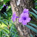 紫花翠蘆莉(Ruellia brittoniana)，原產於墨西哥。花期整年、夏季最盛，晨間綻放黃昏凋零，是一日花、但日日見花。花語：希望、理想。