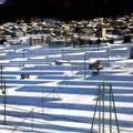 ↓野沢温泉村的《雪の棚田風景》