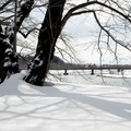 ↓河堤櫻花仍被埋在雪地中，只能免強伸展著枯枝，春天還早還早