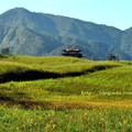 ↓下山途中，再回望眼前這片以海岸山脈為背景、優美而遼闊的田野景緻