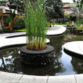 ↓在整個別墅區的中央有一個池泉庭園