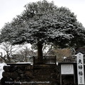 ↓「夫妻椿」是神社境內三株大小夫妻樹之代表，據說原本都是兩株獨立生長的樹幹，之後才結合成連理枝，是自然奇觀亦或真有神蹟？