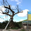 ↓途中經過三貂村政光路底的十三層山區，有個「十三層老樹」的巴士站牌，一般說此處是「貂山古道」的起點
