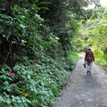 轉進山道後，沿著山壁蜿蜓前行，放眼青蔥遍野、蝴蝶飛舞、野花爭艷，路況比想像中(古道)易行
