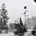 ↓在風雪中，我只看到玫瑰雪中紅，那裏是玫瑰花園（ロース　ガーデン)