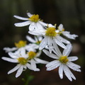 (右圖)「霧非霧、花非花」只是生長在巨木腳下的卑微小生物