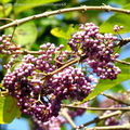 「杜虹」是屬於馬鞭草科（Verbenaceae）的台灣特有種常綠灌木。