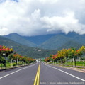 羅山社區入口的前一段景平產業道路，是一條非常寬廣的馬路，路旁還特別植栽兩排美麗的台灣欒樹，讓首次造訪的遊客感覺很氣派
