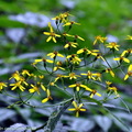 黃苑(菊科)為中、高海拔常見的冬枯多年生草本， 每年11月至翌年4 月為枯葉期，只靠肥厚多 汁的地下根莖存活越冬，