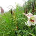 ↓在地質公園步道發現北部濱海常見的野百合