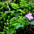 肉穗野牡丹 (Nepal Fleshspike)原產地中國南部，海南島，菲律賓及台灣，台灣生長於全島低中海拔約 200~1900 公尺的山地，森林下或路旁陰涼處較為常見