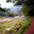 ↓箒川沿岸已能見到較像樣的秋色
