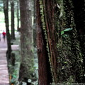 ↓『蕨園』－為一片種植杉柳的人工林，在民國53年時森林保育處為紀念　國父冥誕而命名