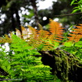 ↓本區之蕨類植物種類繁多，有附生性及地生性兩種