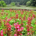 ↓如今在有心經營下，除了池畔庭園造景、花團錦簇外，原始生態亦維持盎然充沛