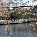 七井橋在水池的中央，橋的中間是賞櫻的最佳眺望地點