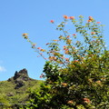 ↓在「金瓜石礦山紀要」碑前拍的紅葉與無耳茶壺山