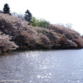 目前井の頭池的周圍約植有４００棵的櫻花樹、満開時水面會被染成薄紅色