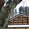 ↓茅草覆頂的岩橋家是座山形牆建築，現在看到的屋頂是日本明治時期重新鋪蓋的