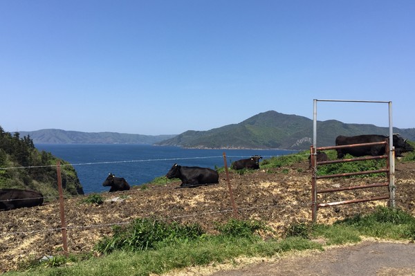 中国地方【Day5~島根縣︰隠岐の島-島前~西ノ島町、中ノ島海士町(上