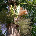 大王椰子在一年內會陸陸續續開五、六串花穗