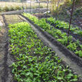 荷蘭豆移植後第37天。因天候寒冷，成長甚慢