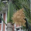 大王椰子的花為肉穗花序，著生於葉鞘處，為佛焰苞，未開的花苞像球棒狀