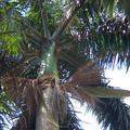 天然又環保的大王椰子樹掃帚，是其子實成熟掉落後，果把自然乾枯下垂，而於5、6月間落下