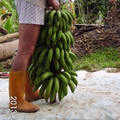 125.寶島蕉成熟採收